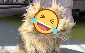 週一厭世上班族？波斯貓眼神迷茫又炸毛網笑：還沒睡醒！