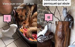鸚鵡也會多國語言！巴丹見狗學汪汪遇貓喵嗚叫笑翻網友