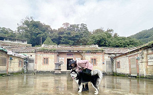 台北輕旅行！白石湖採草莓踏青親近大自然