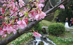 粉紅色浪漫情懷！陽明山櫻花季2/5絢麗登場
