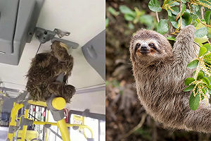 公車司機開車遇到「樹懶在路邊」　一舉動贏得全車好感！