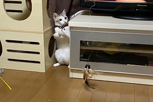 (影)又進化了！推主分享喵「拿」逗貓棒玩網驚：在釣魚？