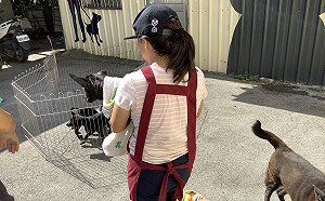 新北動保處傳授3招親訓 600隻毛寶貝找到溫暖的家