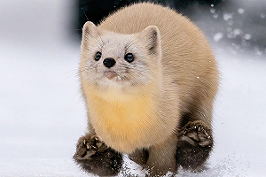 (影)日本貂雪地中奔跑　「呆萌臉臉」直擊網友的心！