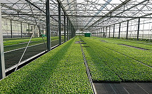 種子也可以有機！種苗場成為全國第一個有機種子培育場