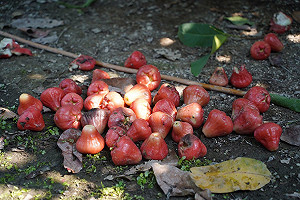 寒流農損1億6,572萬！蓮霧損失逾9,500萬最嚴重