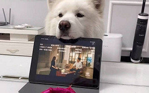 「網紅狗」護主人！薩摩耶超暖心舉動