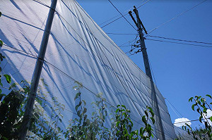 大陸冷氣團又來了！農糧署：農損可先通報並拍照存證