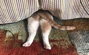 神邏輯？貓咪躲迷藏露屁屁堅信「沒人發現」　奴笑：有待加強