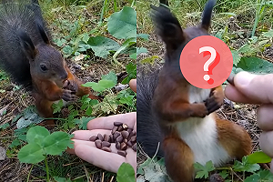 (影)松鼠食物吃一半「突然定住」　網笑：被附身了？！