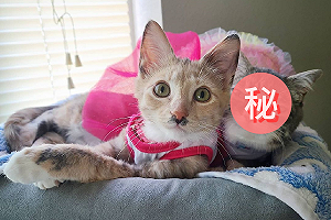 (影)侏儒貓天生表情「超嘲諷」　宛如霸道總裁對你笑！