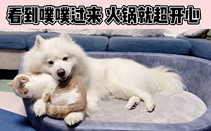 貓和狗談戀愛？網紅萌寵們的愛情