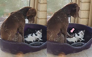 (影)先搶先贏？貓霸占睡窩　狗狗一臉無奈推喵：我的床欸！