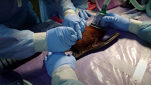 比新冠病毒還狠?立百病毒致死率75%  恐釀下一波全球疫情