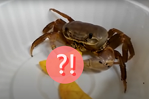 (影)主人丟一片餅乾 螃蟹兩螯狂擺往嘴塞:我還要!!