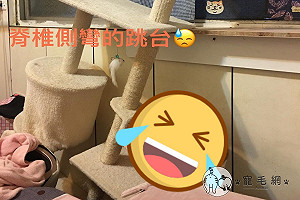 比薩斜塔?橘貓將跳台睡成「脊椎側彎」網笑:是危樓啊!