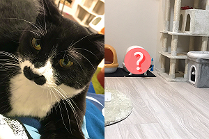 (影)貓上廁所姿勢就像被貓砂盆「吃掉」網崩潰:都在外面啦!