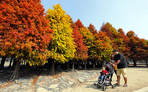 台南落羽松季!漸層落羽松森林 1.5公頃花海超吸睛