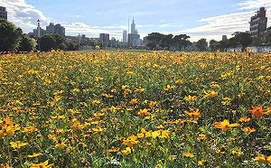 騎車賞花雙重享受!內湖公園金黃花海接力盛開