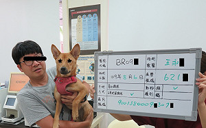 新北去年補助絕育犬貓3735隻 即日起續行補助籲多加使用