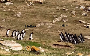 (影)太天兵了!2隊企鵝路上巧遇一隻跟錯隊 同伴急追:這邊啦!