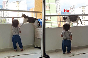 (影)就說不可以！小弟弟想攀爬欄杆遭貓哥哥阻擋：危險啦！