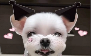 網友超療癒!百萬狗「黃吉吉」扮卡通人物