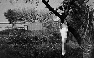 現場直擊》慎入!死貓吊樹頭  畫面怵目驚心!超驚悚!