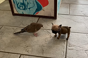 (影)鬥牛犬結識孤僻浪鴿 熟了被當馬騎「啪啪造」!