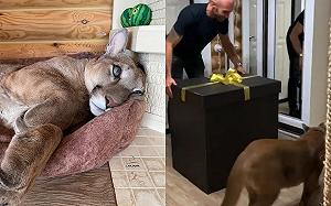 (影)主人剛開禮物盒 美洲獅迅速「一口咬下」:是偶的了!