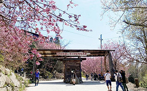 一日限定100台車!司馬庫斯櫻花季今起開放預約