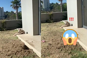 混到土撥鼠?哈士奇悠閒曬太陽 同伴竟鑽地道驚奇現身!