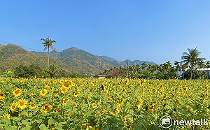 春節踏青好去處 美濃秋冬秘境七大花海美景登場