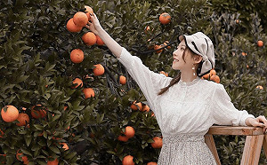 紀卜心讓果園成超夯景點！網美跟風採橘子