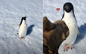 (影)人類搖手套逗弄　企鵝邊搖邊「派慶慶」吼叫：當我貓？