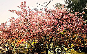 新店「櫻花王」綻放！陽光運動公園花期開到3月中