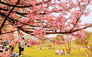 河濱「櫻花王」炸開 新店陽光公園美不勝收