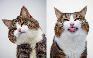 (影)超豐富表情虎斑貓　「喜怒哀樂」通通難不倒！