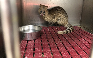 違法捕飼麝香貓   新北動保處與保七刑大聯合查緝
