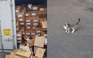 生命會找到出路！浪貓受困貨艙三週靠糖果充飢躲過一劫