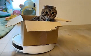 (影)貓皇搭掃地機器人　下秒「連貓帶箱」翻車網笑：沒繫安全帶