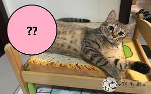太誘人!虎斑貓「腿腿饋床腳」 媽笑:是美人魚嗎?