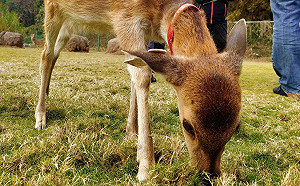 災後重建 嘉義縣逐鹿社區復育梅花鹿成功