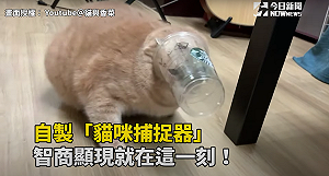 (影)貓與香菜/自製「杯子陷阱」貓貓智商顯現就在這個瞬間!