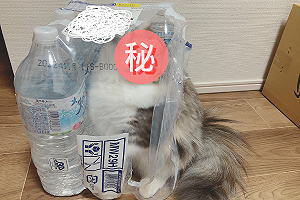 (影)貓咪玩耍一半突「擬態變身」網笑:這瓶水毛毛的!
