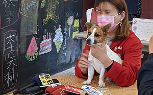 (影)「狗界寒單爺」咬鞭炮噴火爆紅惹議  藍營:陳柏惟觀念錯誤應道歉