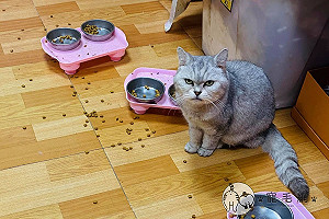 回不去了!奴才混高級飼料 貓咪只挑貴的吃:以前偷工減料?