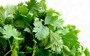 「葉菜類」冰沒2天就枯掉!內行曝妙招:放2周都還很翠綠