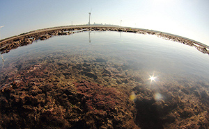 什麼?藻礁在台北、桃園搜尋量僅18% 大敗給鳳梨