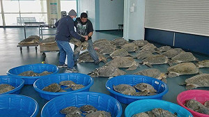 德州暴風雪凍到海龜也失溫 4,700隻失去意識被沖上岸 保育人員急搶救